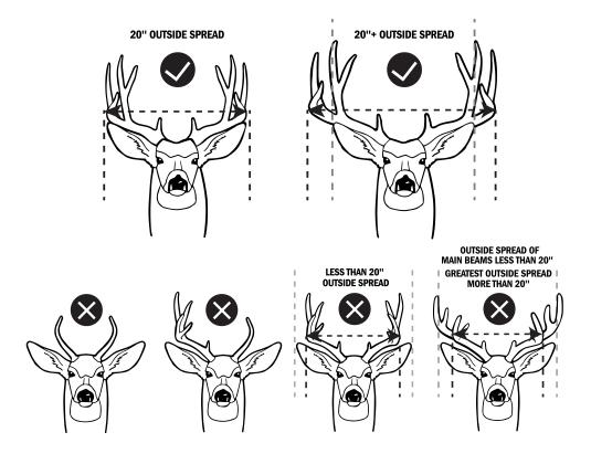 Mule Deer Antler Restriction - provided by TPWD