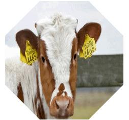 Heifer Tags Needed for Validation