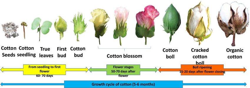 Life Cycle of the Cotton Plant