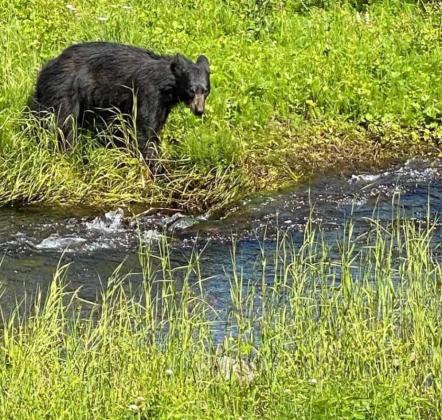 For a two minute walk from the parking lot of the Mendenhall Glacier Visitor’s Center in Juneau, AK, this guy was well worth it. He even came out of the high grass to pose by the stream. Photo by Lenore Price