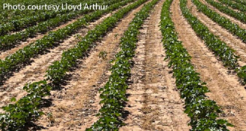 West Texas crops suffering from prolonged drought