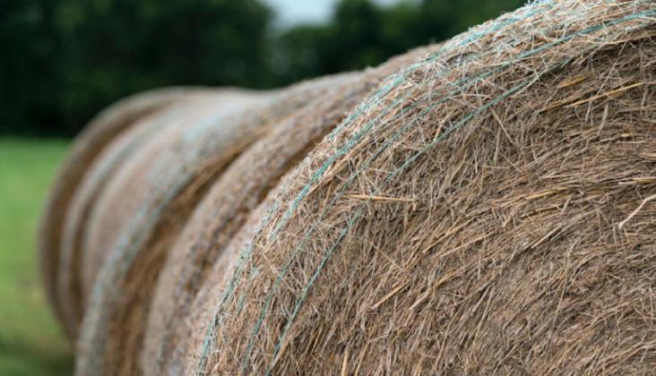 Hay bales could be in short supply as much of the state has reported poor forage and hay production conditions as the season . (Texas A&amp;M AgriLife photo by Laura McKenzie).
